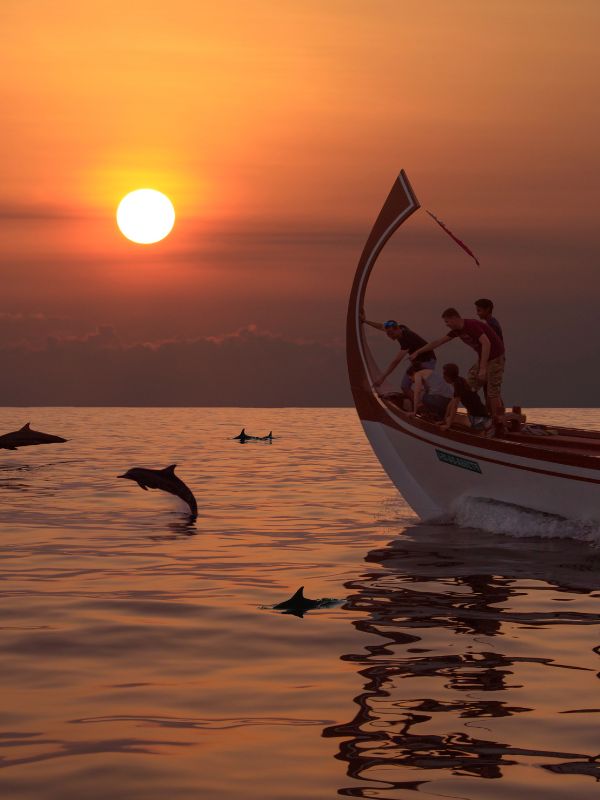 3-hour dolphin trips (medium open boat)