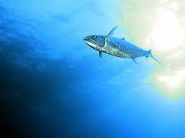 “4-hour fishing trips on a 29-foot boat (Kingfish trolling fishing).”