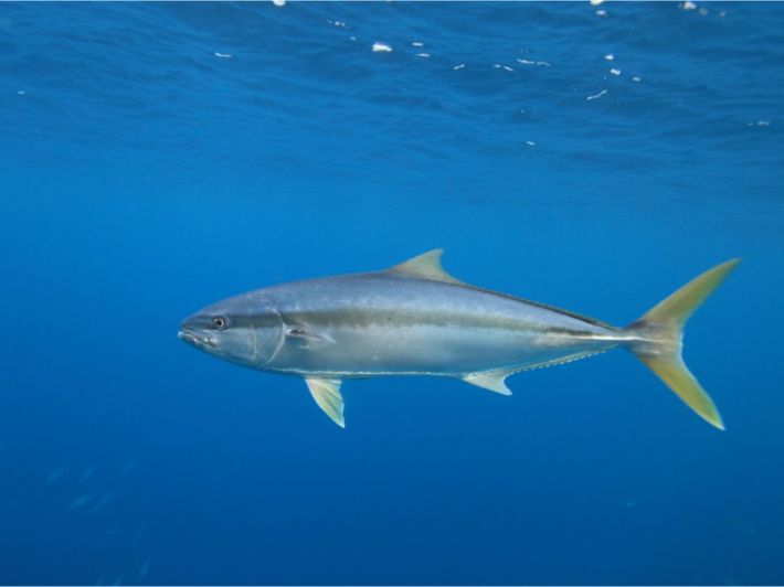 “4-hour fishing trips on a 36-foot boat (Kingfish trolling fishing).”